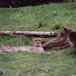 Planckendael 1999 - Cheetahs
