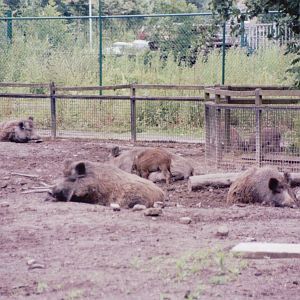 Planckendael 1999 - European Wild Boar exhibit
