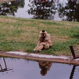 Planckendael 1999 - White-handed Gibbon