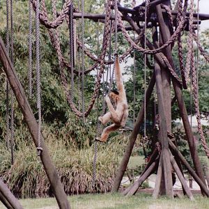 Planckendael 1999 - White-handed Gibbon
