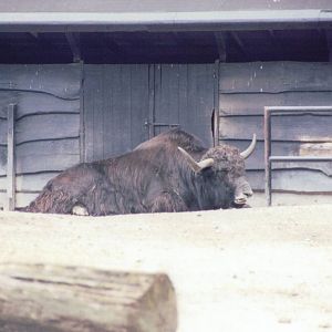 Planckendael 1999 - Yak