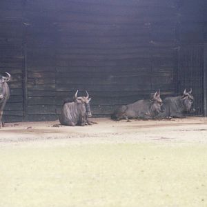 Planckendael 1999 - Blue Wildebeest