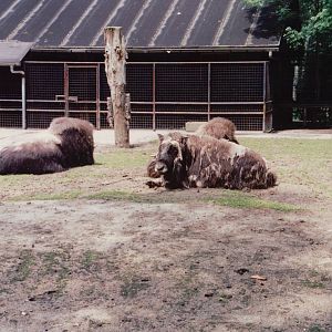 Planckendael 1999 - Muskox