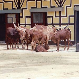 Planckendael 1999 - Ankole Cattle