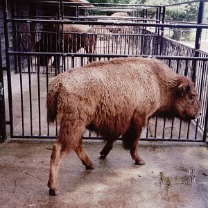 Planckendael 1999 - American Bison calf