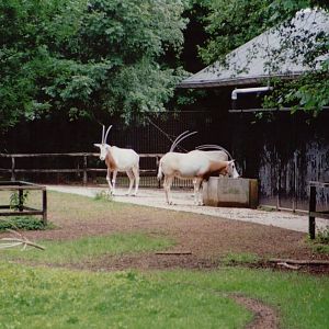Planckendael 1999 - Scimitar-Horned Oryx