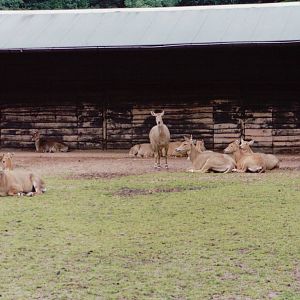Planckendael 1999 - Nilgai