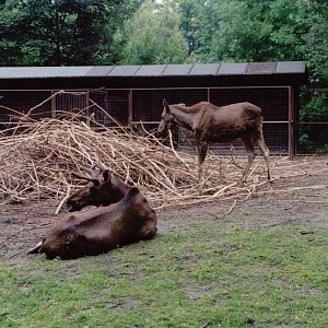 Planckendael 1999 - Moose