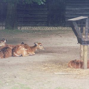 Planckendael 1999 - Lowland Nyala