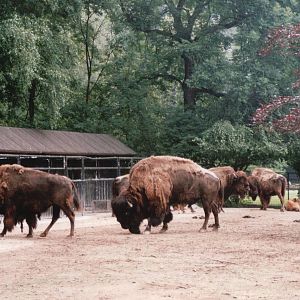 Planckendael 2002 - American Bison