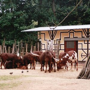 Planckendael 2002 - Ankole Cattle