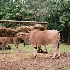 Planckendael 2002 - Common Eland
