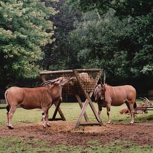 Planckendael 2002 - Common Eland