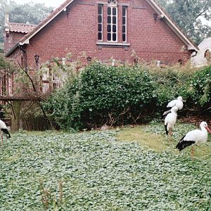 Planckendael 2002 - White Storks