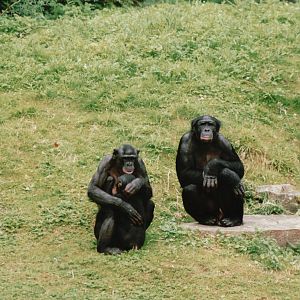 Planckendael 2002 - Bonobos