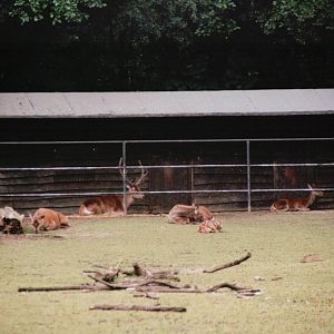Planckendael 2002 - Carpathian Red Deer