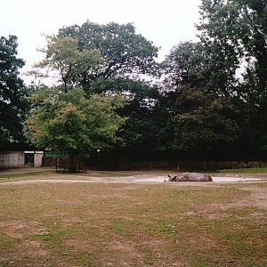 Planckendael 2002 - Part of the Indian Rhinoceros paddock
