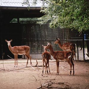 Planckendael 2002 - Impala