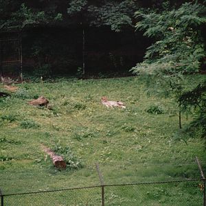 Planckendael 2002 - Part of the Cheetah enclosure