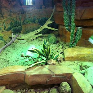 Spiny-tailed Monitor enclosure - Manchester Museum 29.12.10