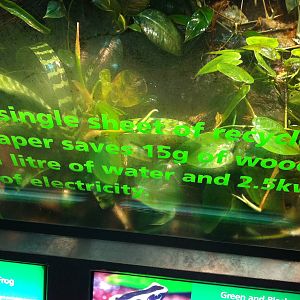 Education on Amphibian enclosure Glass - Manchester Museum 29.12.10