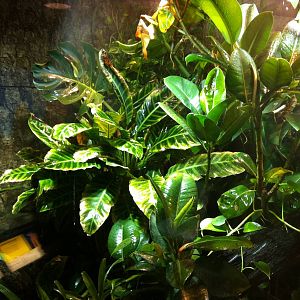 Incredibly lush Amphibian Exhibit - Manchester Museum 29.12.10