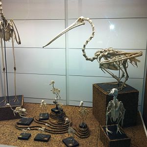 Bird Display - Manchester Museum 29.12.10