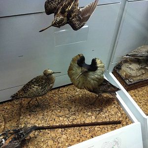 Bird Display - Manchester Museum 29.12.10