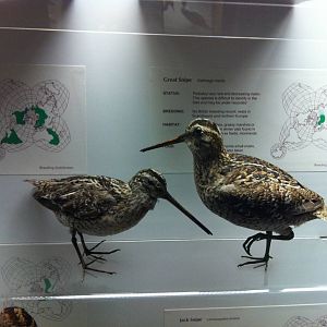 Bird Display - Manchester Museum 29.12.10