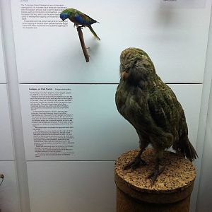 Kakapo Display - Manchester Museum 29.12.10