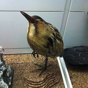 Bittern Display - Manchester Museum 29.12.10