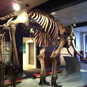 Skeleton of Asian Elephant - Manchester Museum 29.12.10