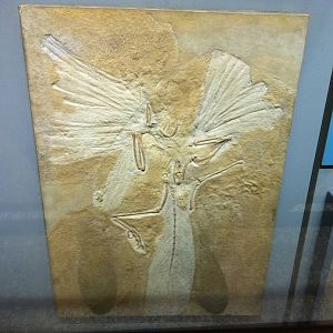 Archaeopteryx Cast - Manchester Museum 29.12.10