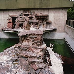 Aalborg Zoo 2002 - Humboldt Penguin exhibit