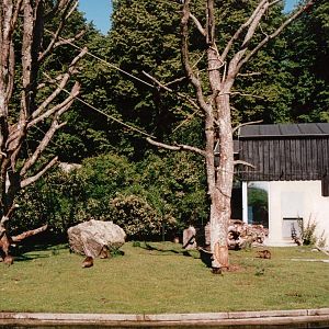 Aalborg Zoo 2002 - Brown-headed Spider Monkey and Nutria exhibit