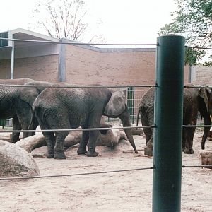 Aalborg Zoo 2002 - Part of the African Elephant exhibit