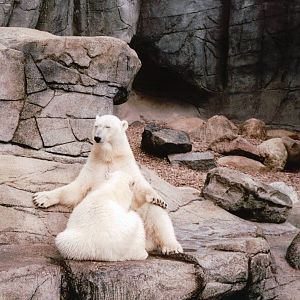 Aalborg Zoo 2002 - Polar Bear cub suckling its mother