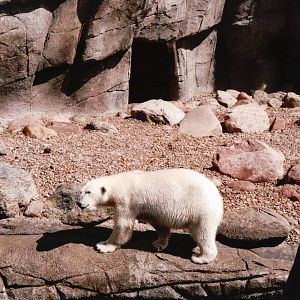 Aalborg Zoo 2002 - Polar Bear