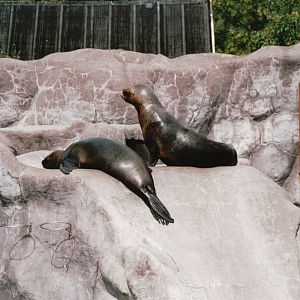 Aalborg Zoo 2002 - South American Sea Lions
