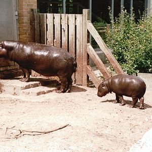 Aalborg Zoo 2002 - Pigmy Hippopotamus and calf