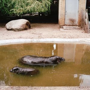 Aalborg Zoo 2002 - Pigmy Hippopotamus and calf in the outdoor exhibit