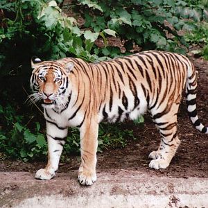 Aalborg Zoo 2002 - Amur Tiger