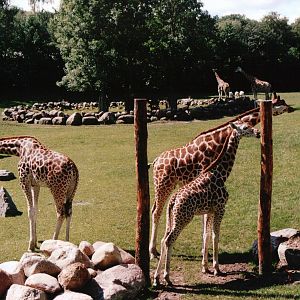 Aalborg Zoo 2002 - African Savannah
