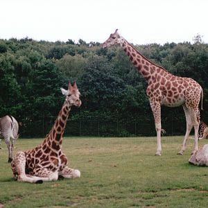 Aalborg Zoo 2002 - African Savannah