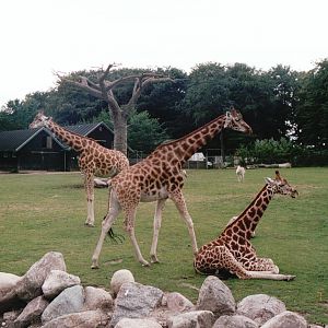 Aalborg Zoo 2002 - African Savannah