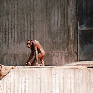 Aalborg Zoo 2002 - Bornean Orangutan