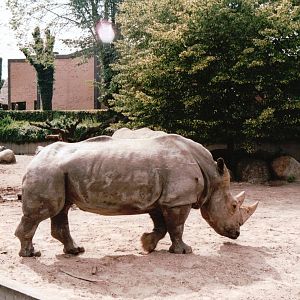 Aalborg Zoo 2002 - White Rhinoceros