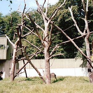 Aalborg Zoo 2002 - Part of the Chimpanzee exhibit