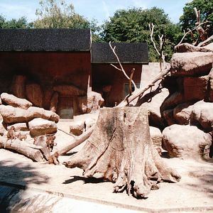 Aalborg Zoo 2002 - Hamadryas Baboon exhibit