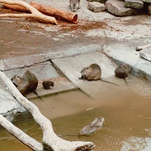 Copenhagen Zoo 1995 - Nutria